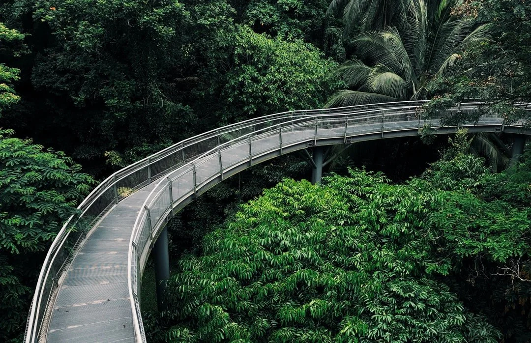 Bridge in the forest